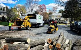 Tree and Shrub Care